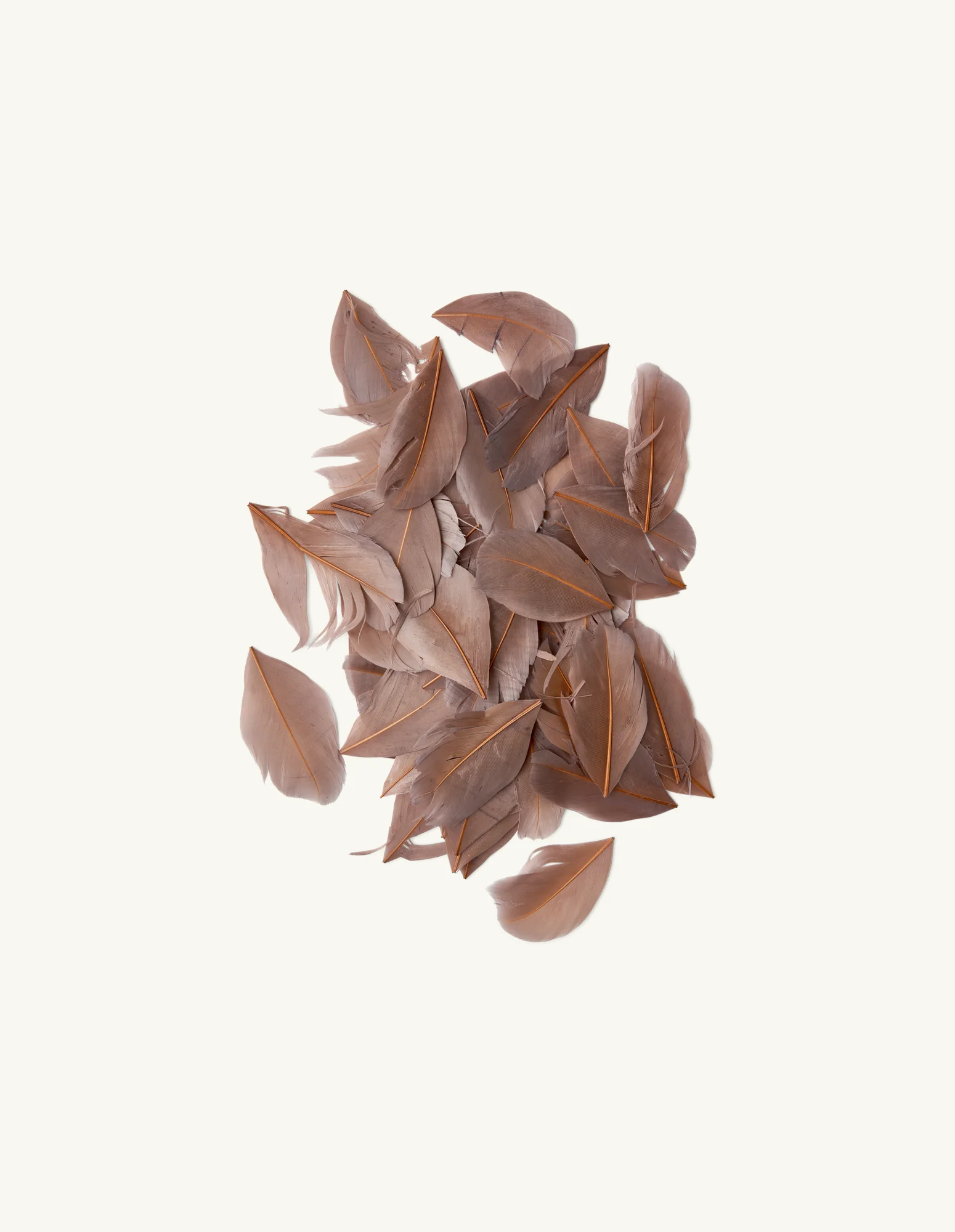 Gæsafjaðrir - Image 3