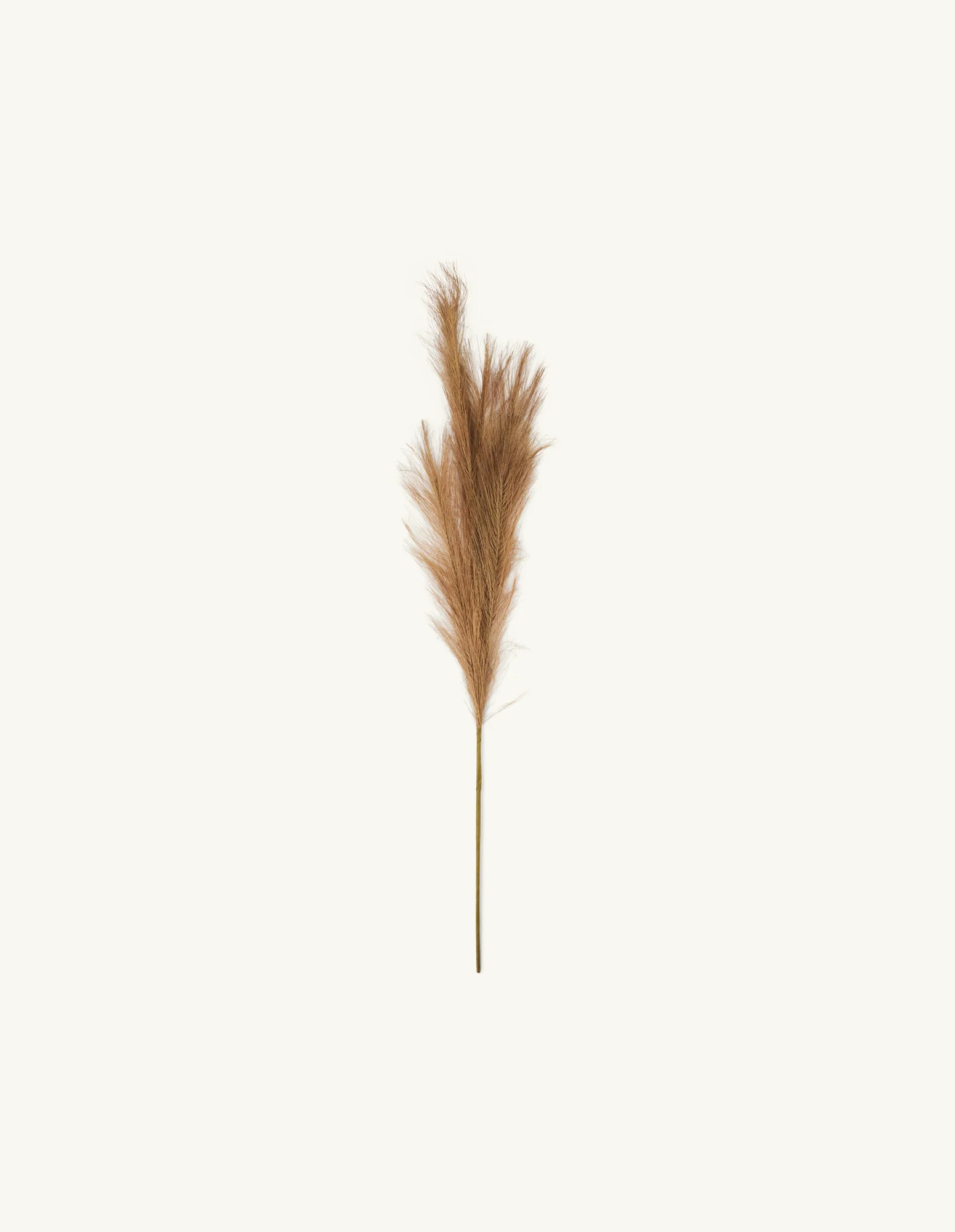 Manngert pampas gras - Image 2