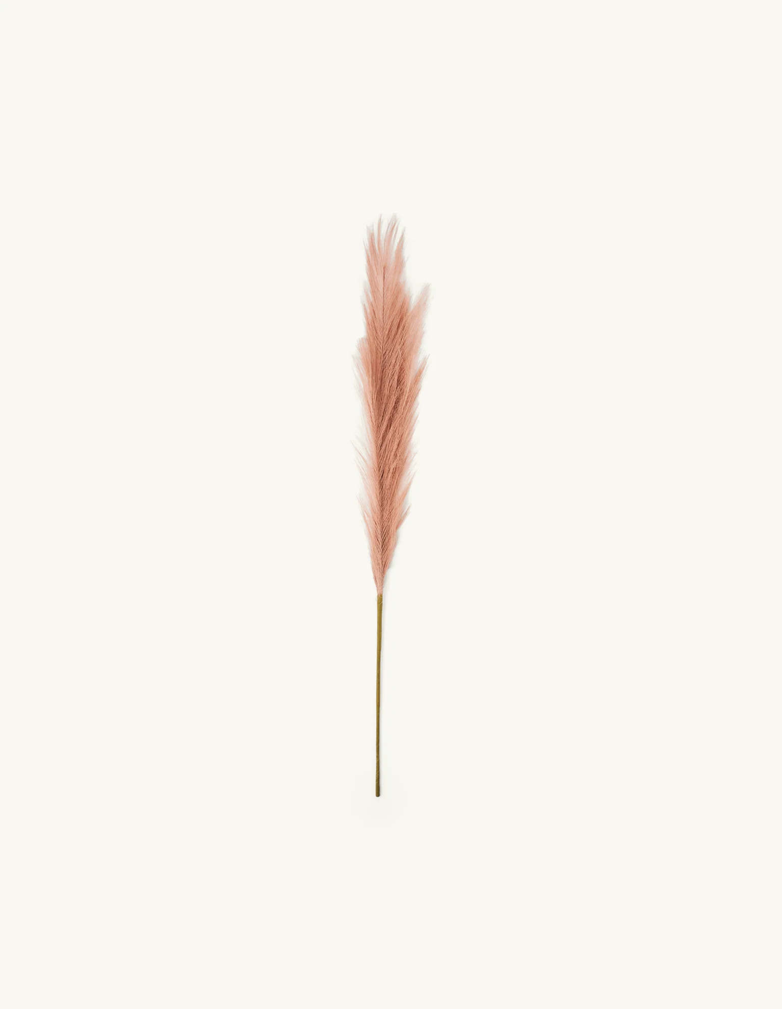 Manngert pampas gras - Image 3