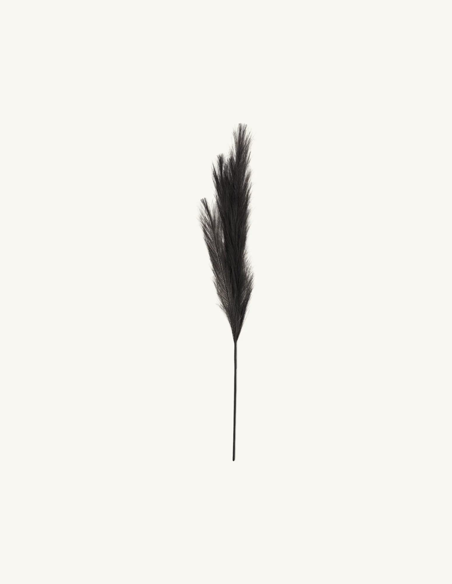 Manngert pampas gras - Image 4
