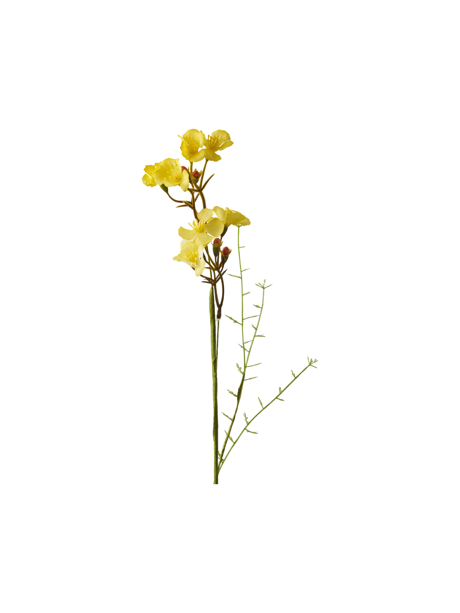 Gerviblóm - Image 2