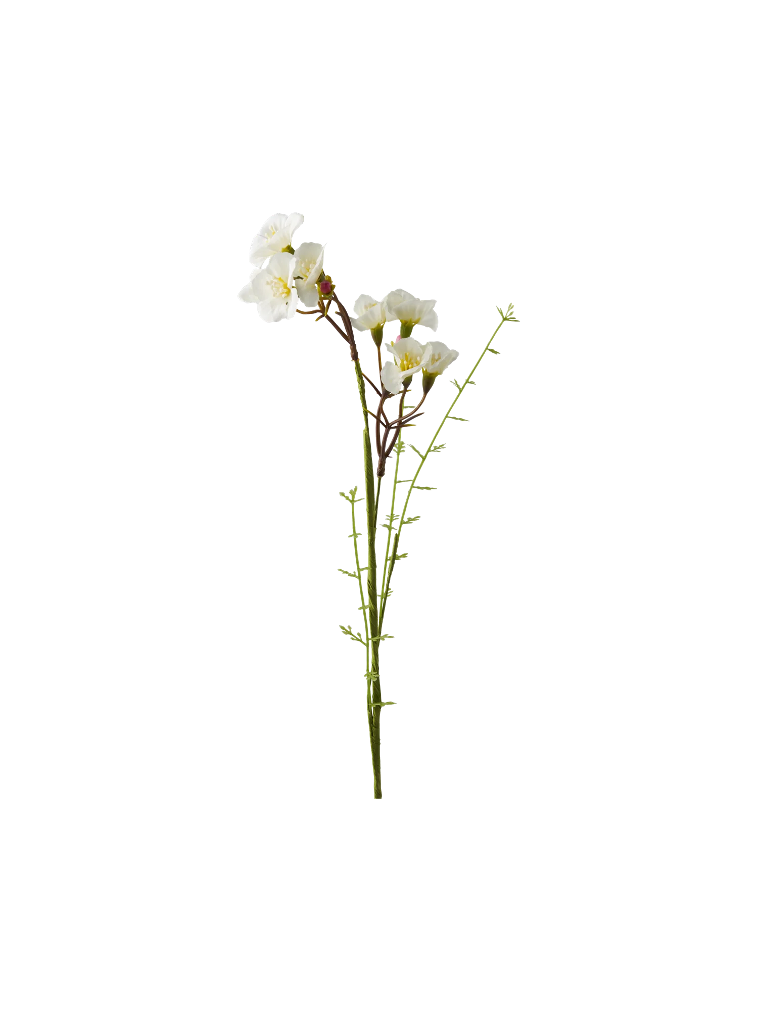 Gerviblóm - Image 3
