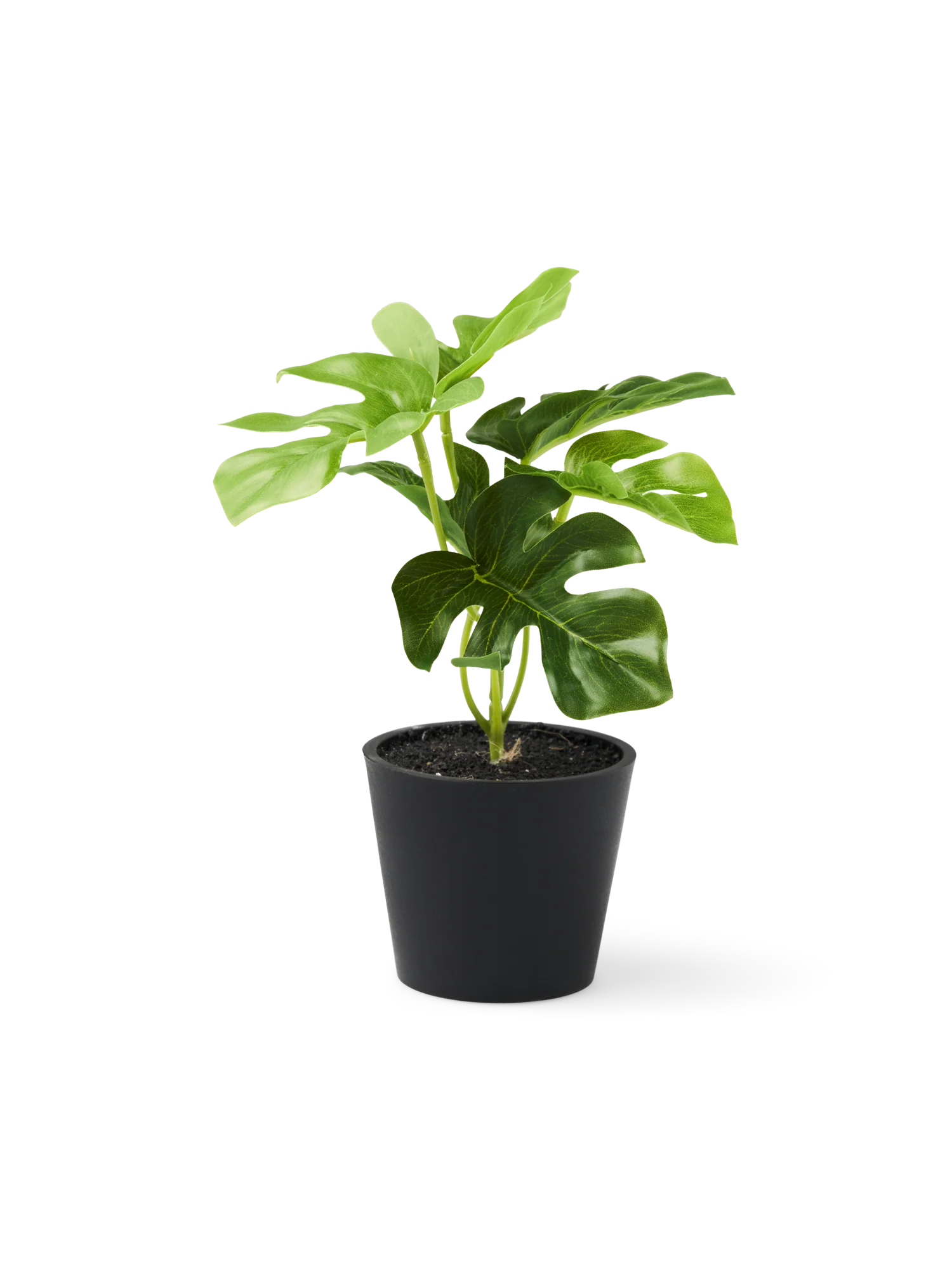 Gerviblóm í potti - Monstera - Image 2