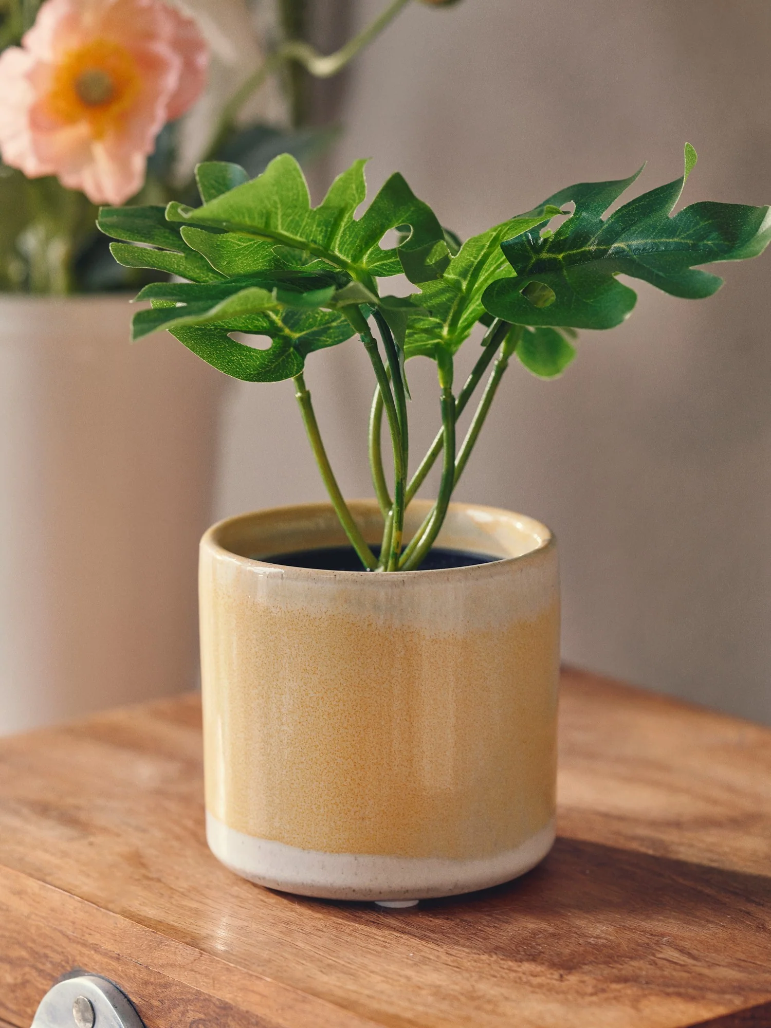 Gerviblóm í potti - Monstera - Image 3