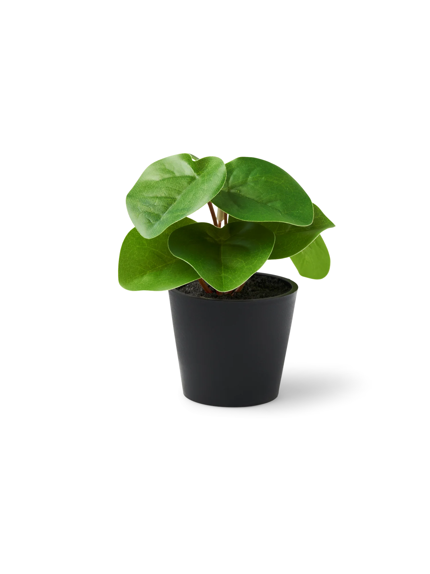 Gerviblóm í potti - Pilea - Image 2