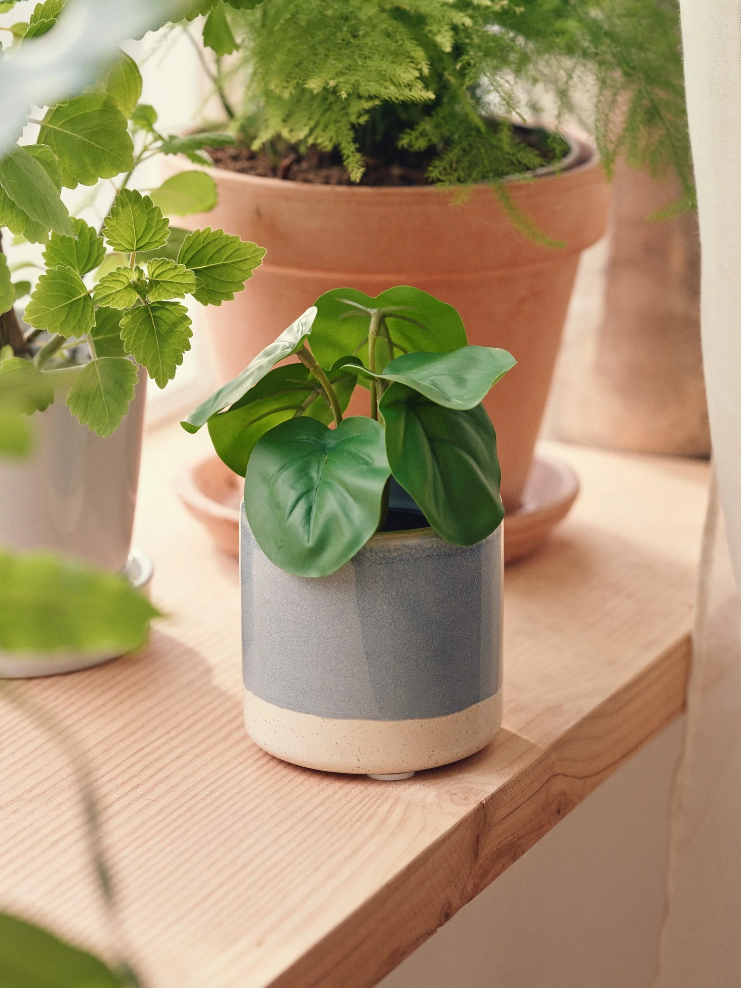 Gerviblóm í potti - Pilea - Image 3