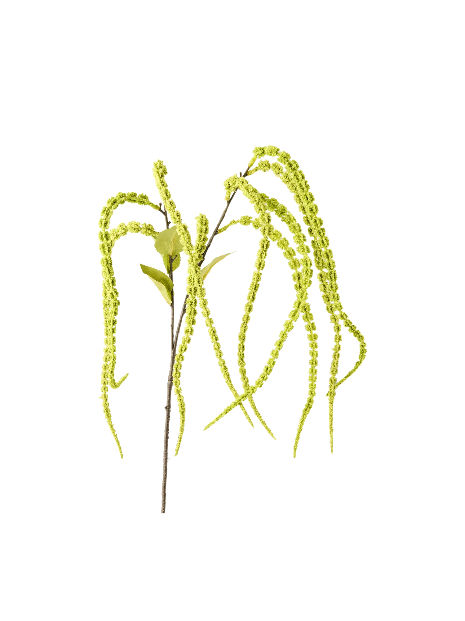 Gerviblóm - Setaria Viridis - Image 3