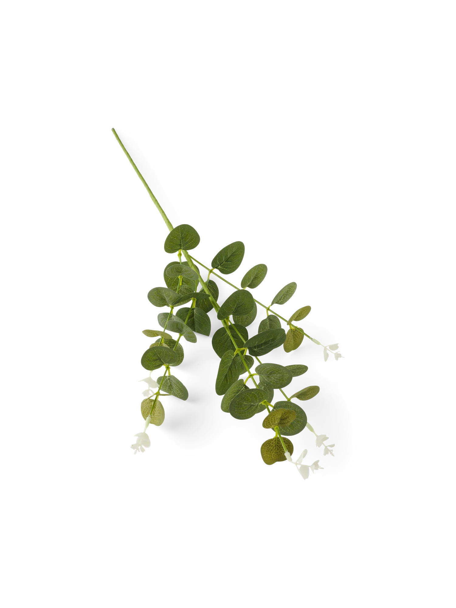 Smámynd 1