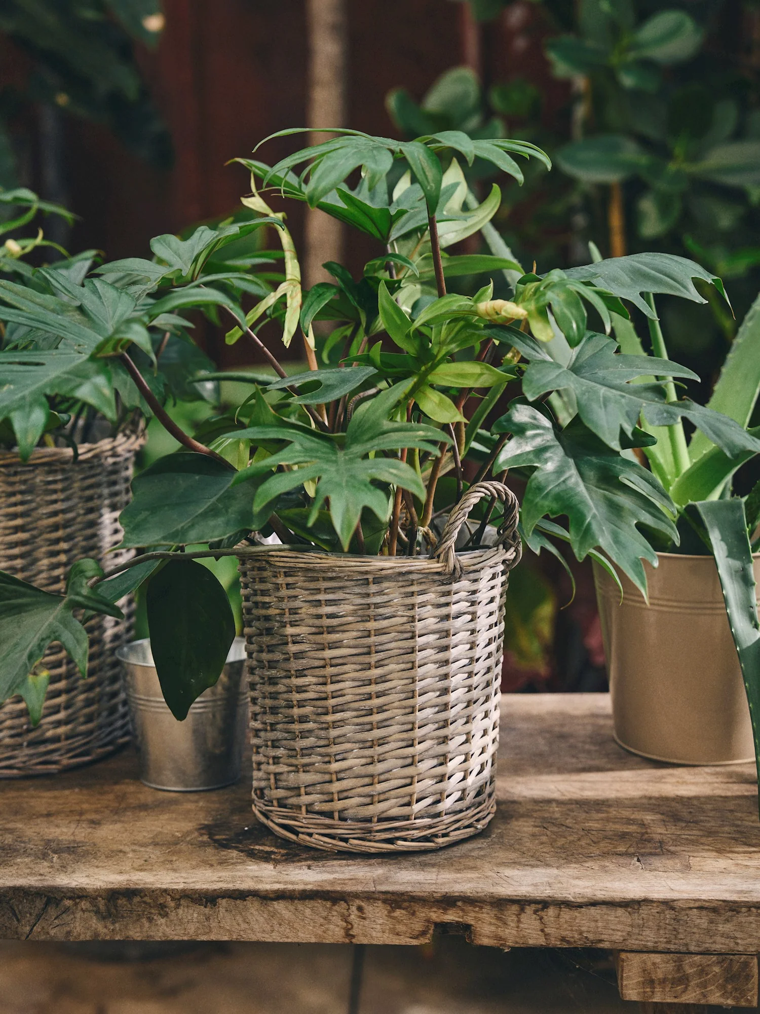 Willow flowerpot with handles - Image 2
